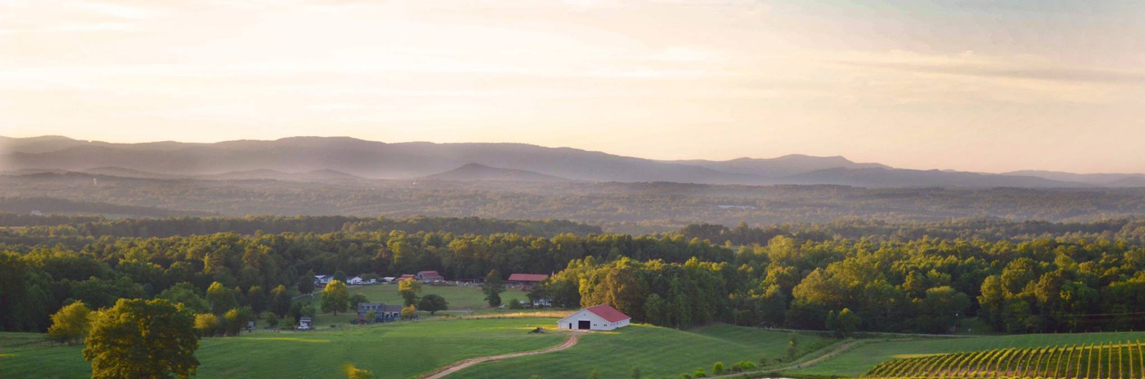 Vineyard vista in Wilkes County